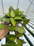 Hoya parasitica ‘Black Margin’