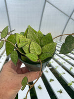 Hoya parasitica ‘Black Margin’