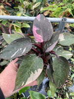 Philodendron Pink Princess Marble