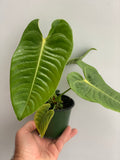 Anthurium veitchii ‘King’