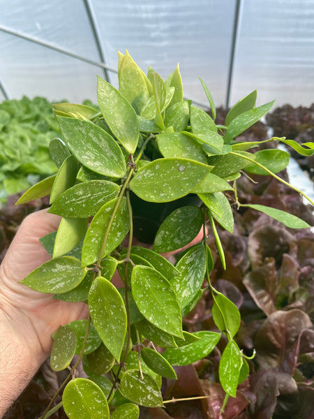 Hoya Gracilis