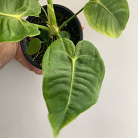 Anthurium veitchii ‘King’