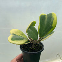 Hoya Kerrii 'Variegata'