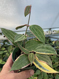 Hoya Macrophylla