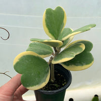 Hoya Kerrii 'Variegata'