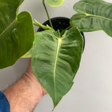 Anthurium veitchii ‘King’