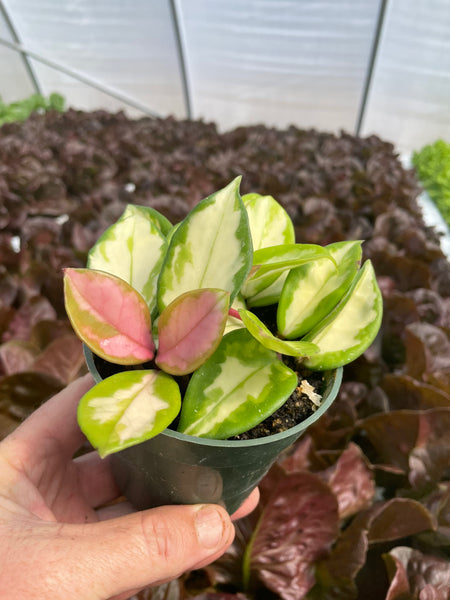 Hoya Tricolor