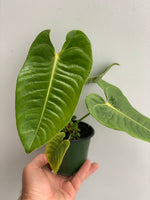 Anthurium veitchii ‘King’