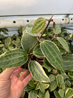 Hoya Macrophylla