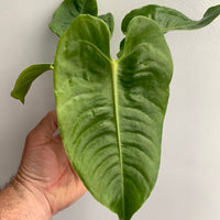 Anthurium veitchii ‘King’