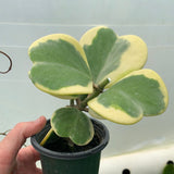 Hoya Kerrii 'Variegata'