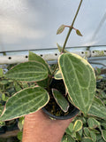 Hoya Macrophylla