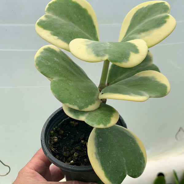 Hoya Kerrii 'Variegata'